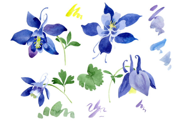Flowers Set Watercolor: Elevating Design with Blue Aquilegia Illustrations