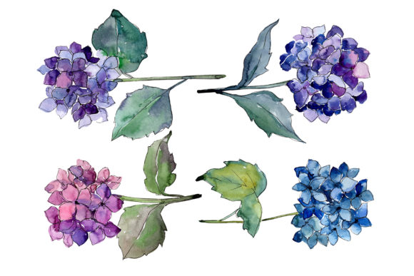Hydrangeas Flowers Watercolor Set: A Practical Guide for Creators