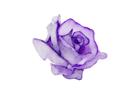 Purple Rose Watercolor Realistic PNG for Design